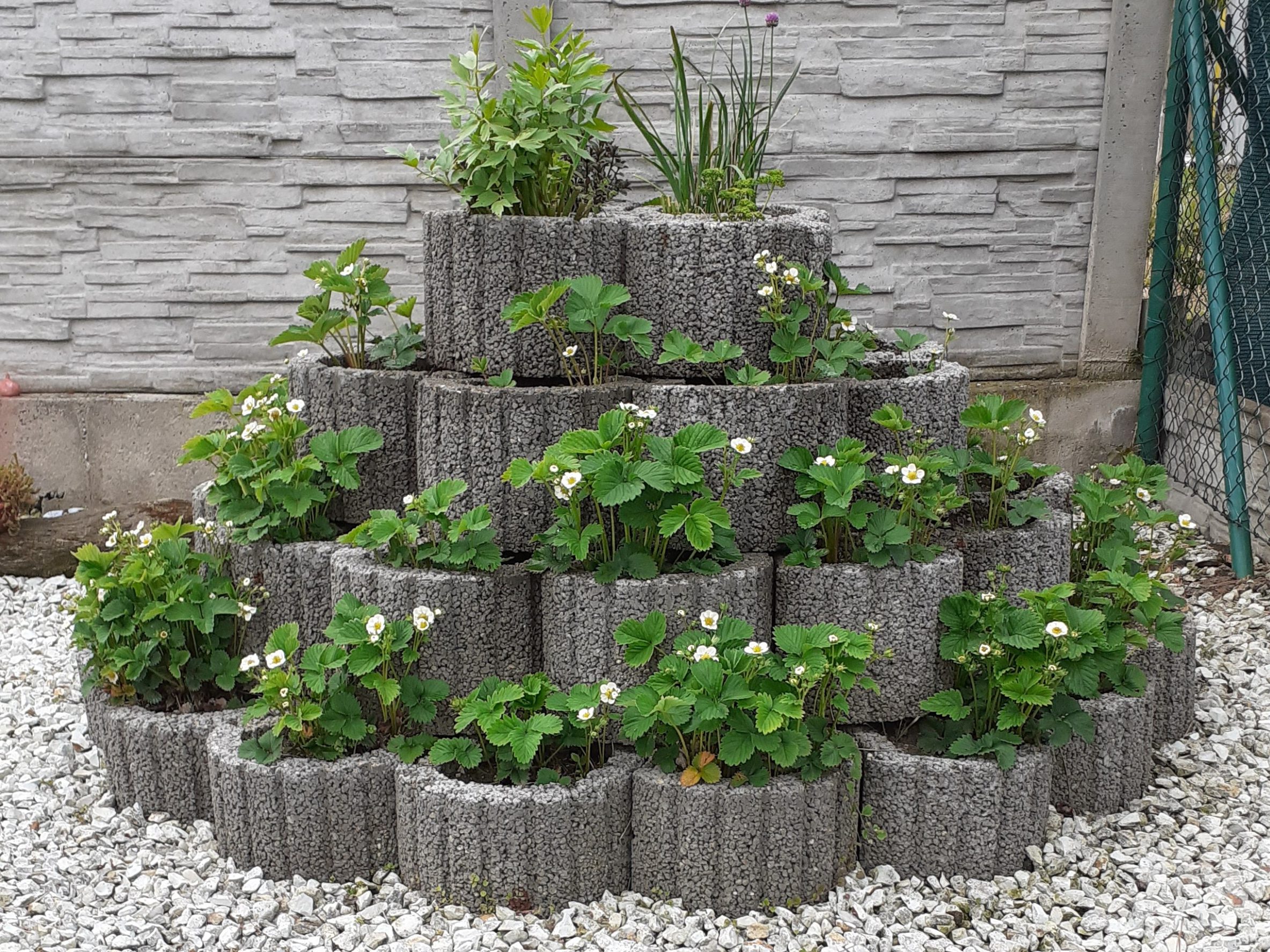 Foto Rundflor šedá jahodová pyramida