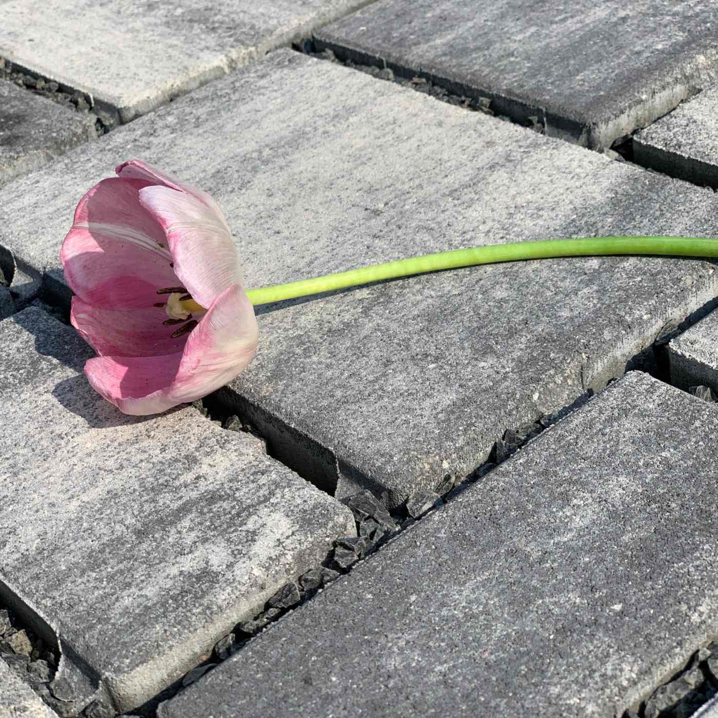 Foto realizace dlažba Citytop Eko kombi bíločerná