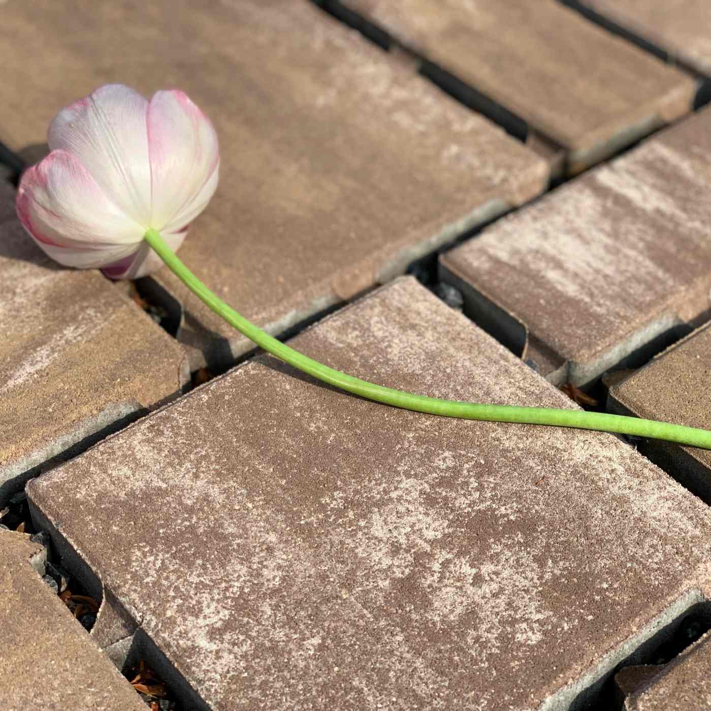 Foto realizace dlažba Citytop Eko kombi hnědý mix