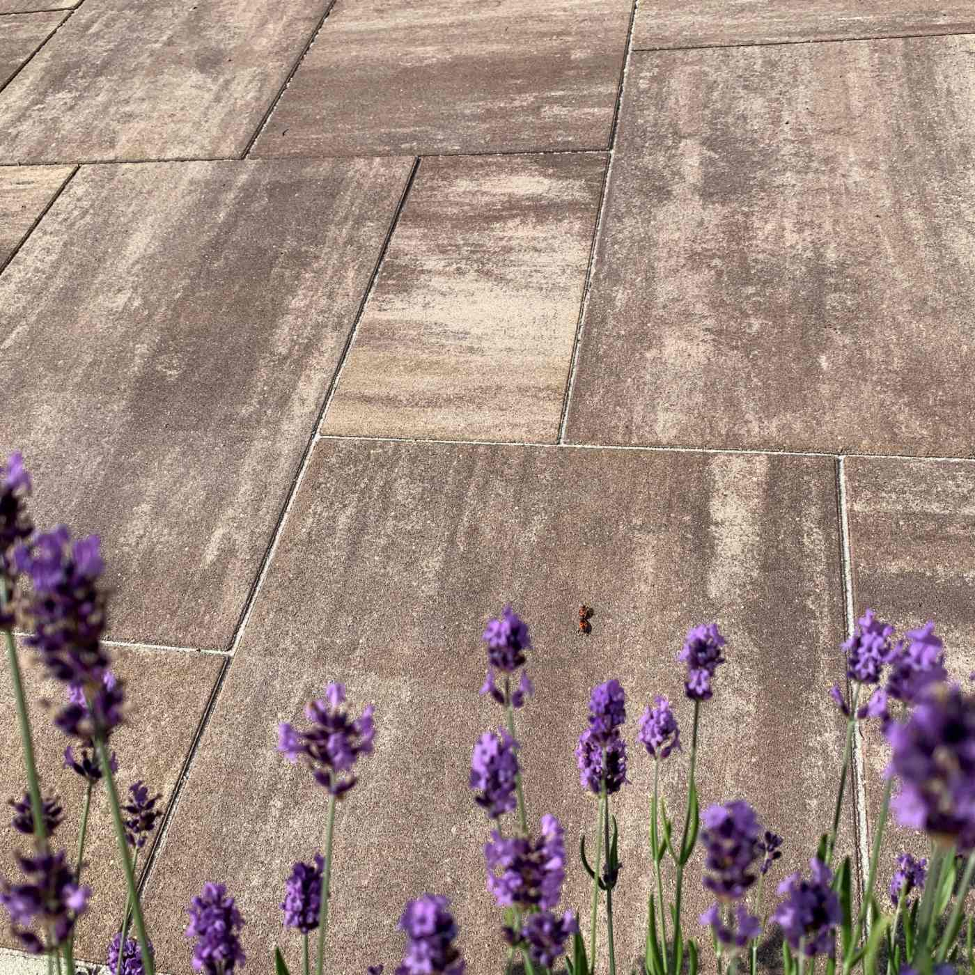 Foto realizace dlažba Citytop Grande kombi hnědý mix