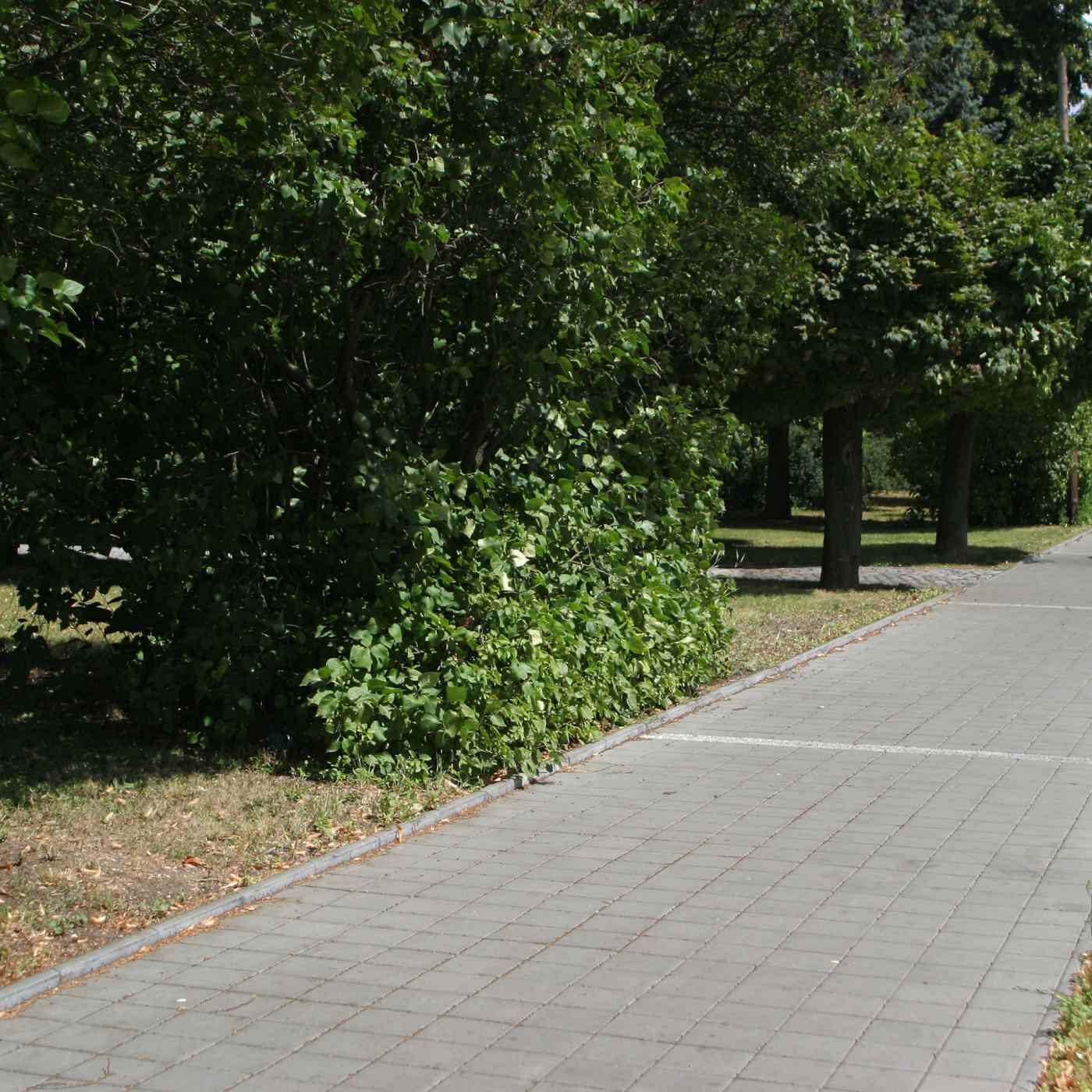 Foto realizace dlažba Citytop kvadrant šedá