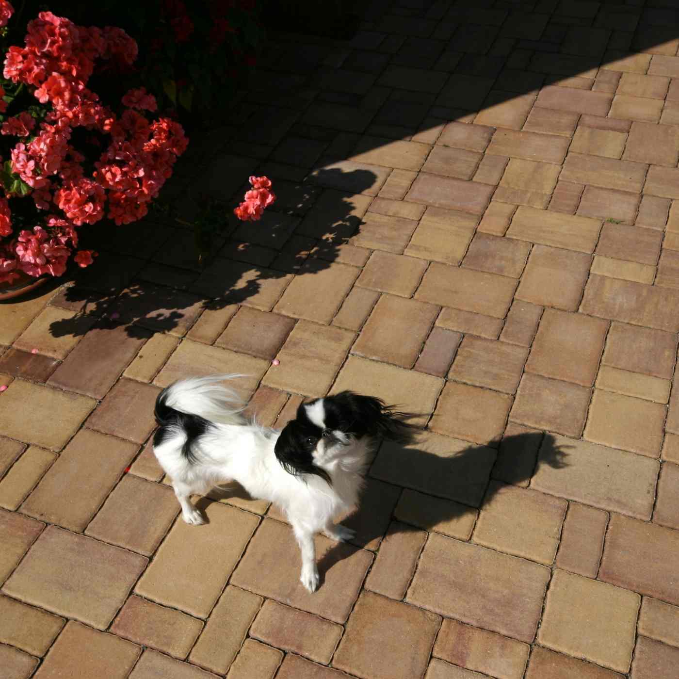 Foto realizace dlažba Rhodos Elegant kombi triomix podzim